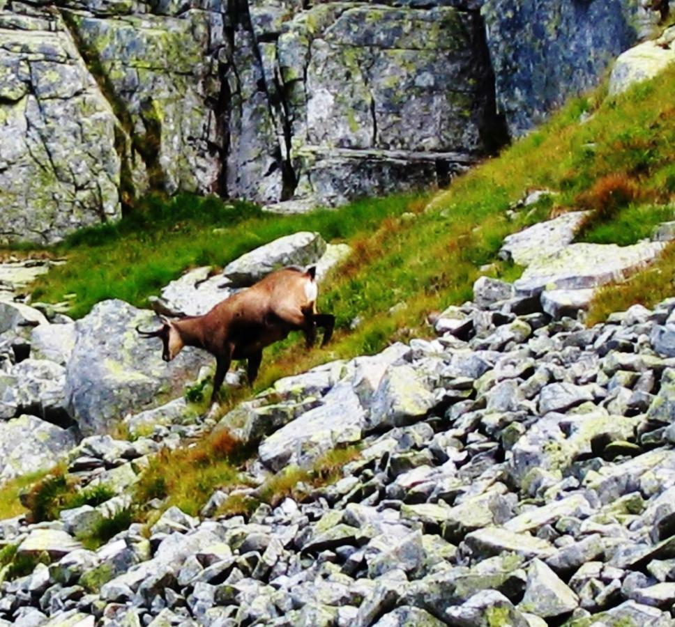 Penzion Alfa Tatry Stará Lesná 外观 照片